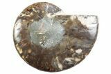 Cut & Polished Ammonite Fossil (Half) - Madagascar #364909-1